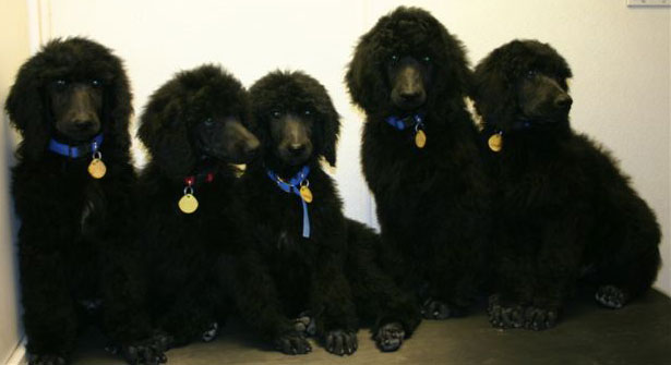 What are some tips for adopting a standard poodle?