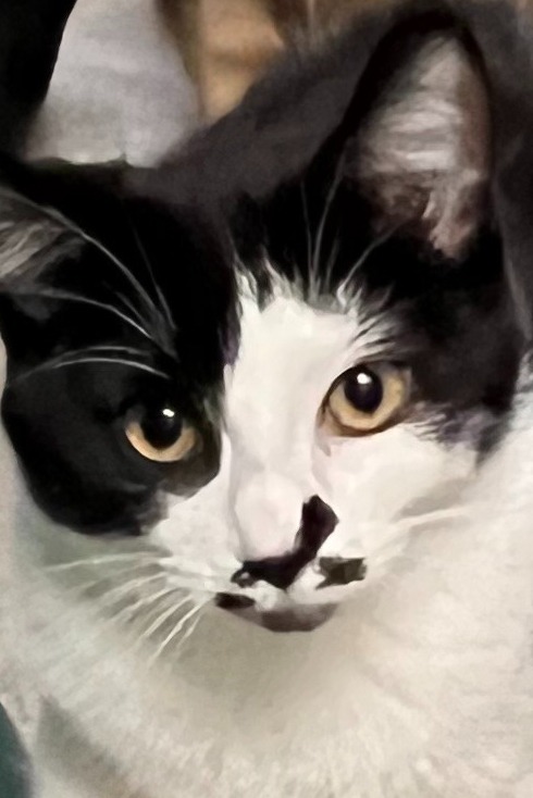 Felix Felix