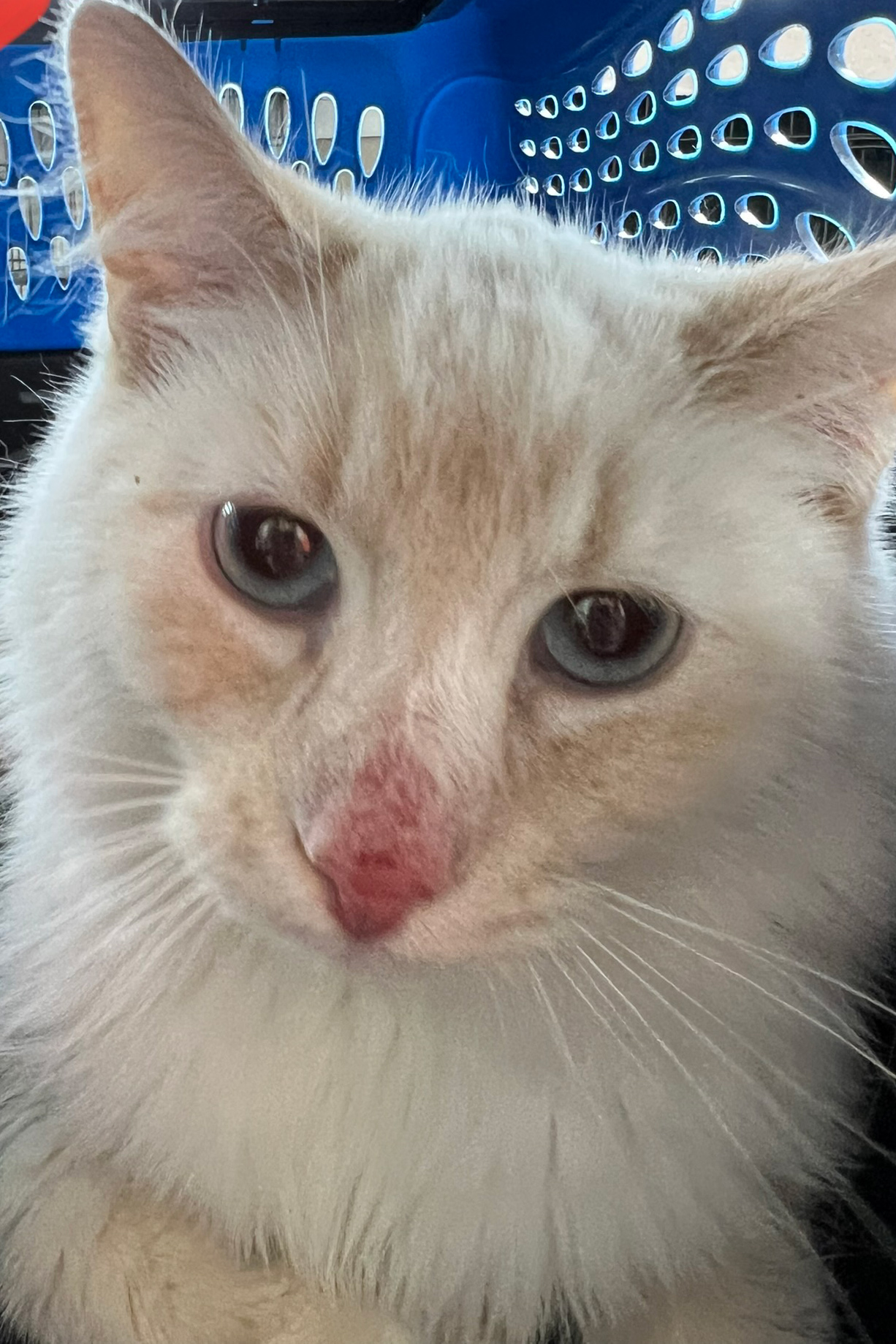 Snowball Snowball